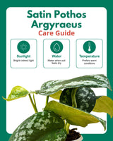 Satin Pothos Argyraeus