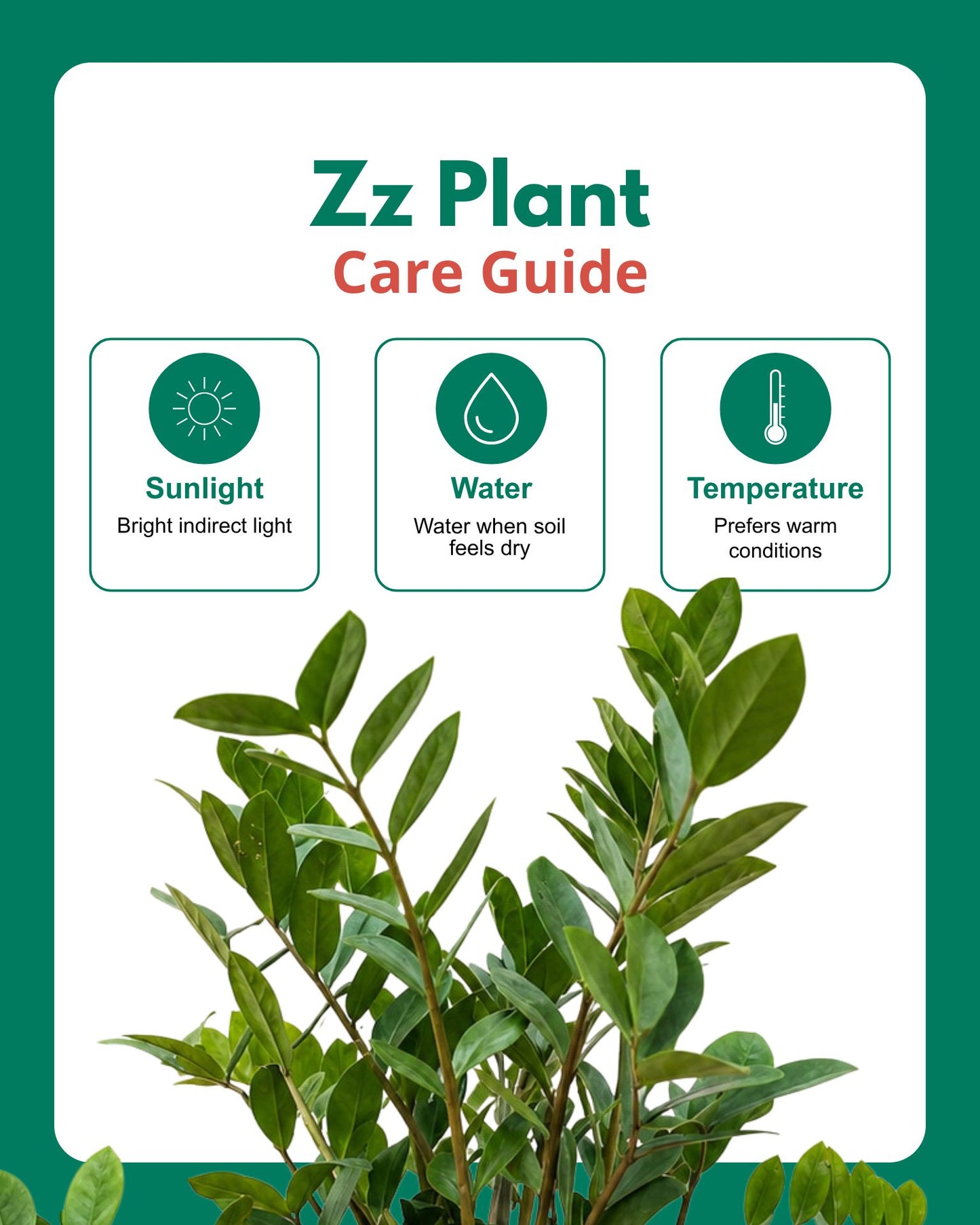 Zz Plant Large