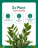 Zz Plant Large