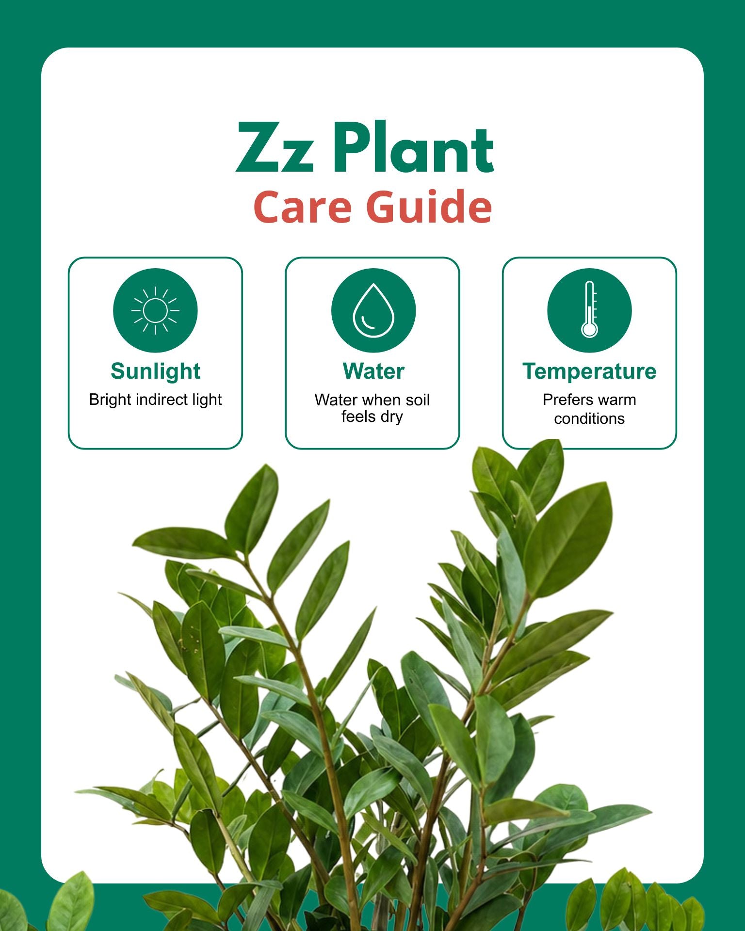 Zz Plant Large