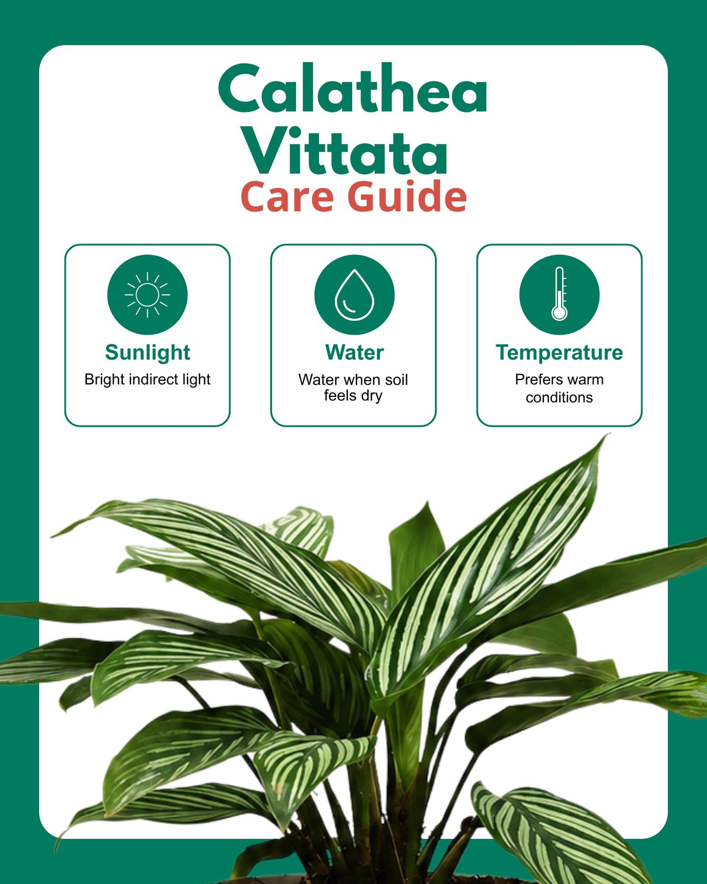 Calathea Vittata Plant