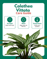 Calathea Vittata Plant