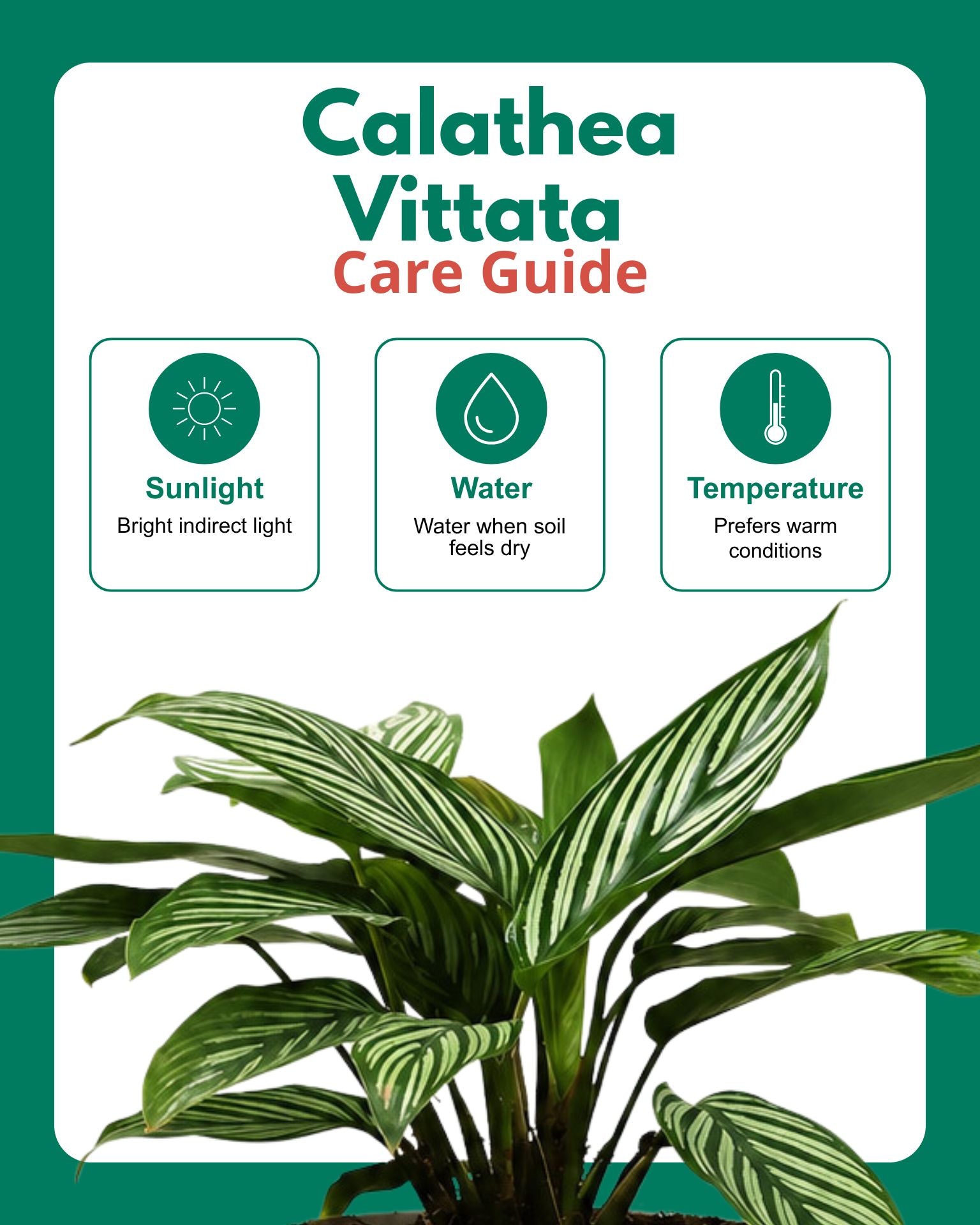 Calathea Vittata Plant