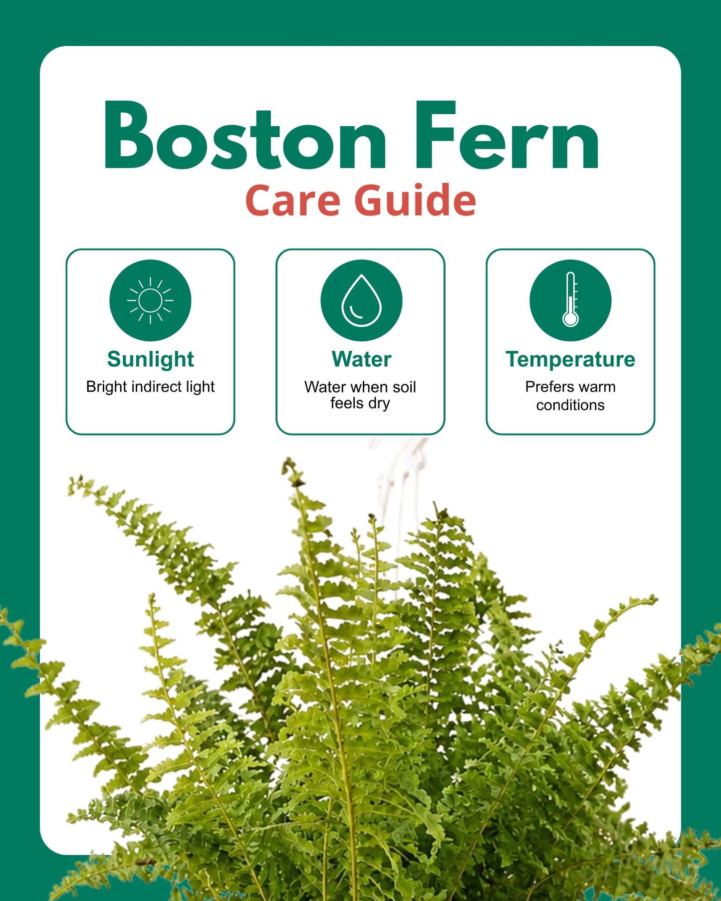 Boston Fern Plant Basket