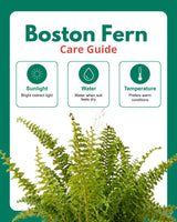 Boston Fern Plant Basket