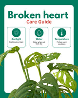 Broken Heart Plant