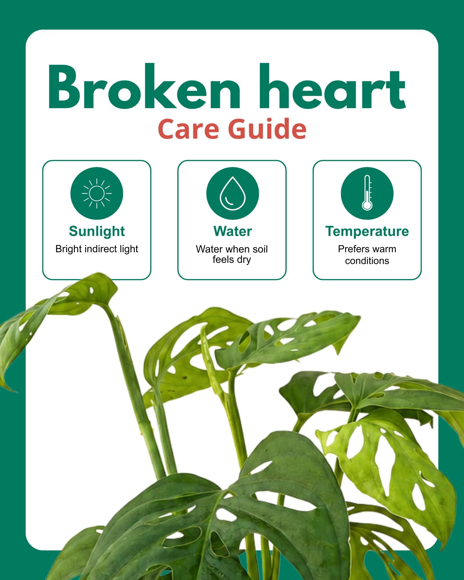 Broken Heart Plant