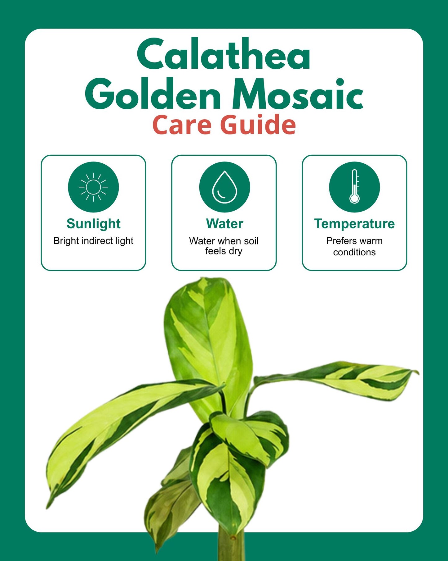 Calathea Golden Mosaic