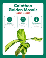 Calathea Golden Mosaic