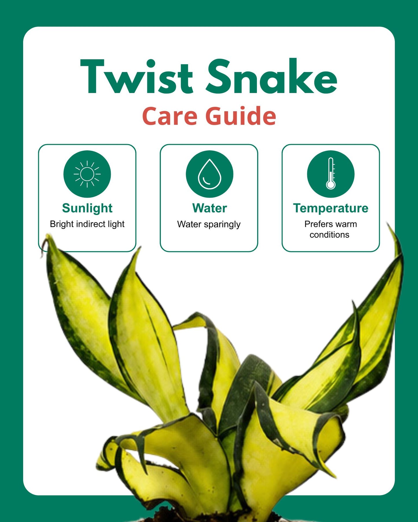 Twist Snake Plant in Self Watering Pot