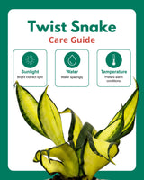 Twist Snake Plant in Self Watering Pot
