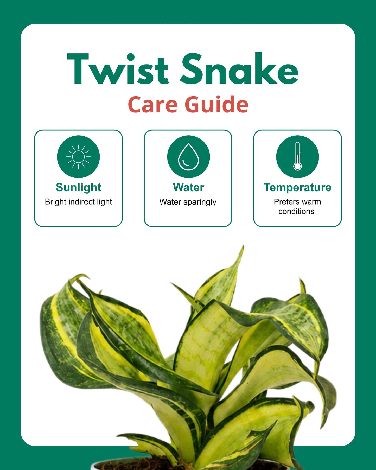 Twist Snake Plant