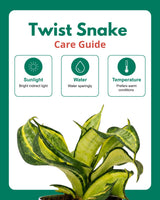 Twist Snake Plant