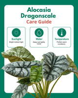 Alocasia Dragonscale Plant
