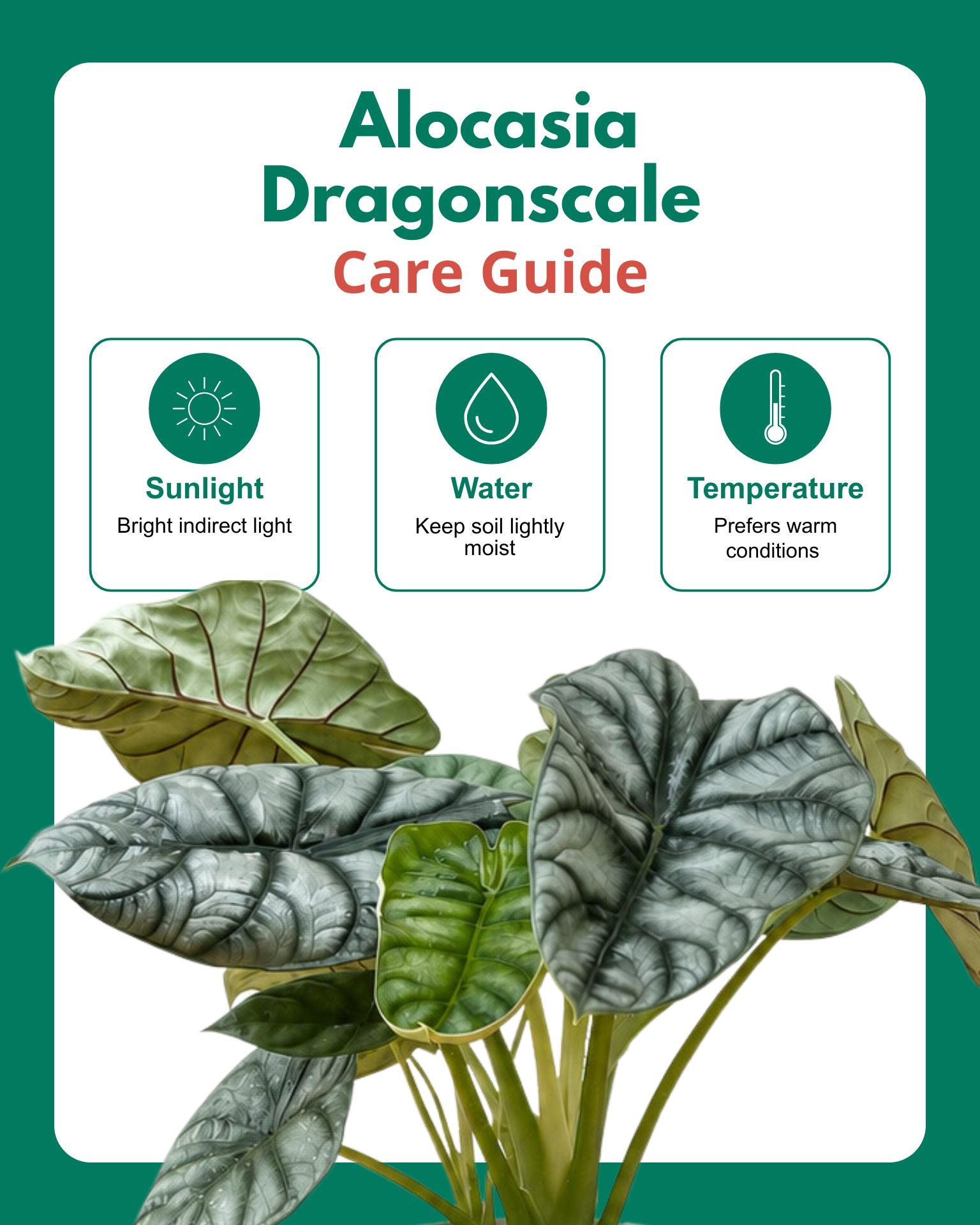 Alocasia Dragonscale Plant
