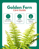 Golden Fern Hanging Basket