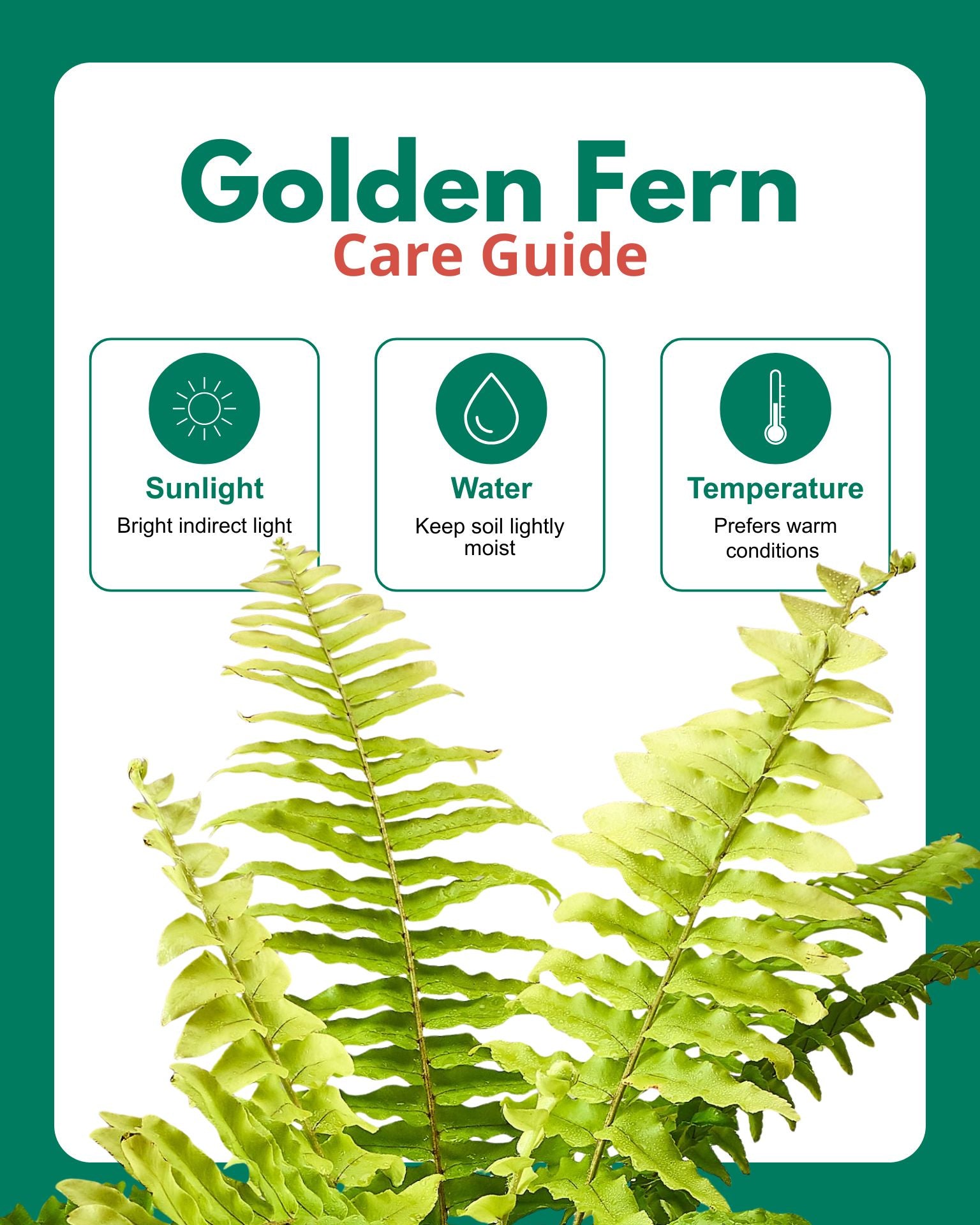 Golden Fern Hanging Basket