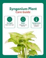 Syngonium Plant in Self-Watering Planter