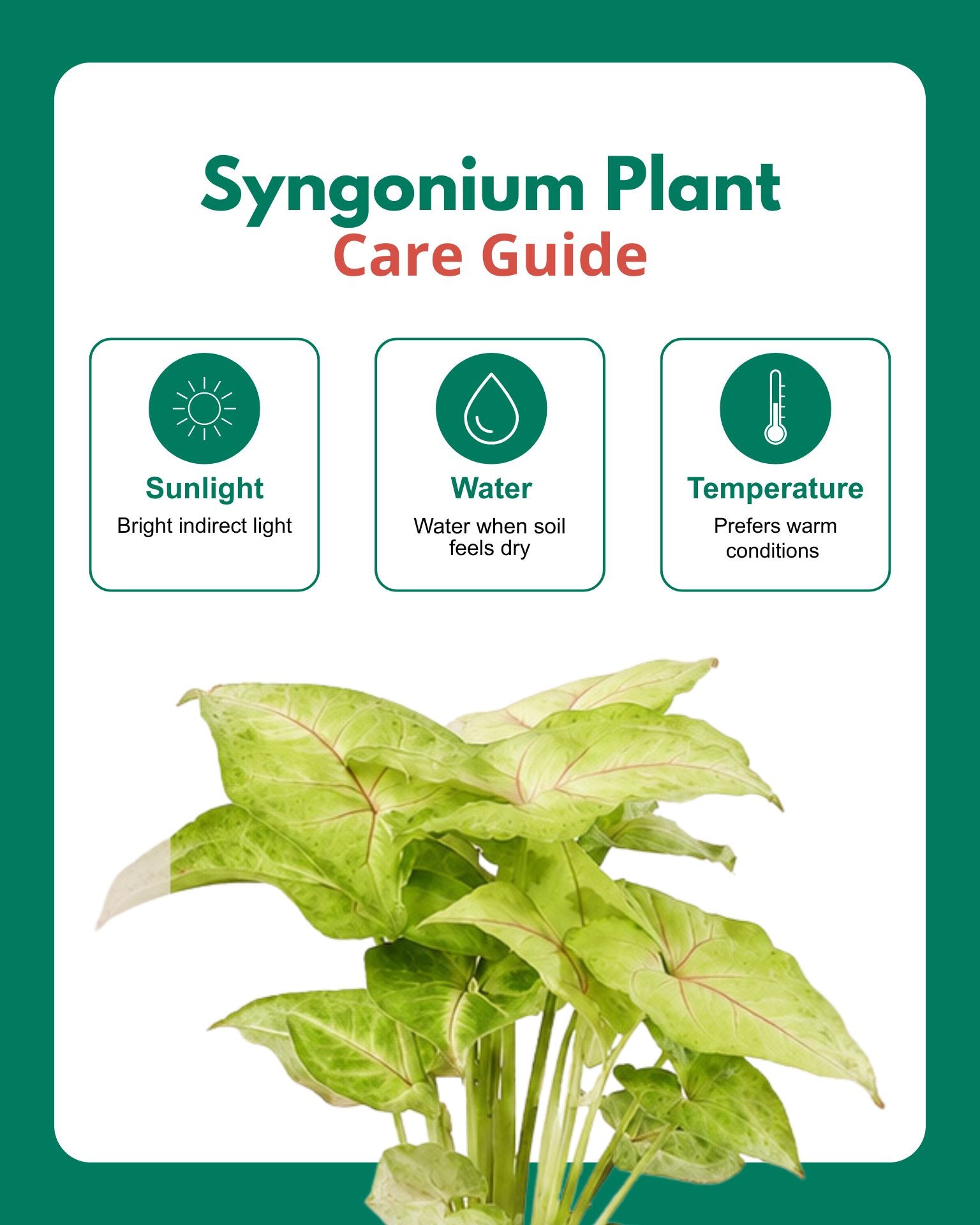 Syngonium Plant in Self-Watering Planter