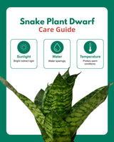 Snake Plant Dwarf