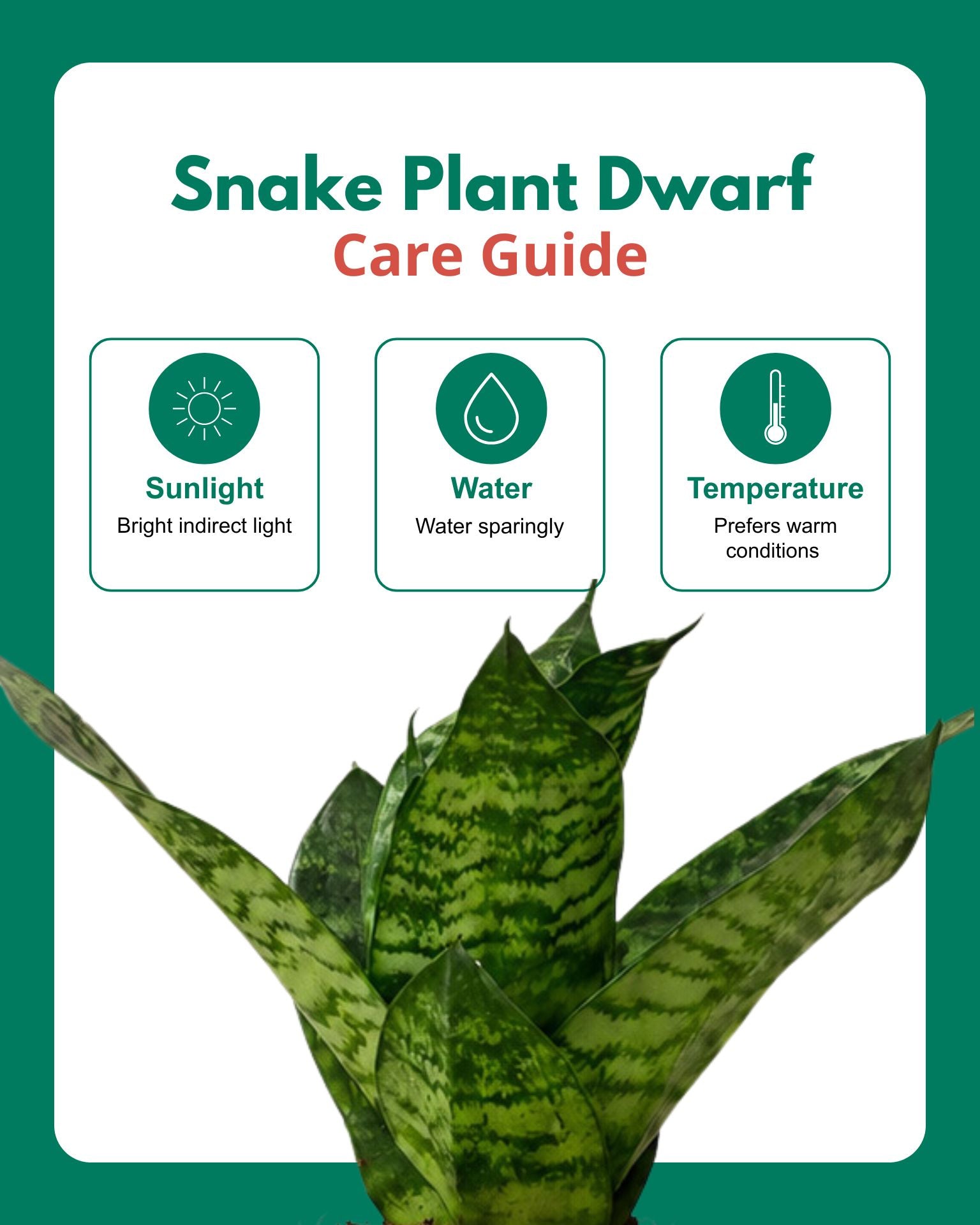 Snake Plant Dwarf