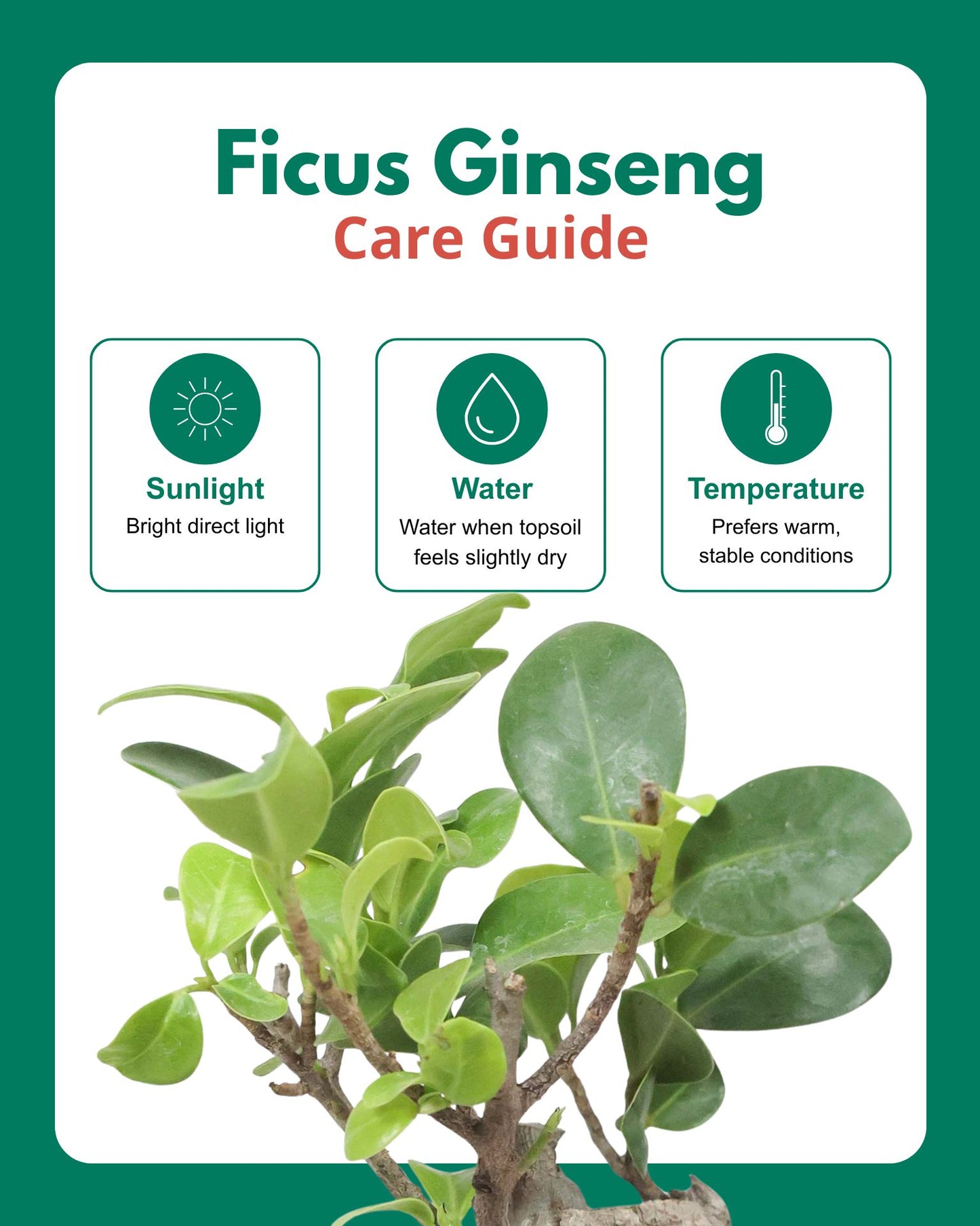 Ficus Bonsai in Ceramic Pot (Medium)
