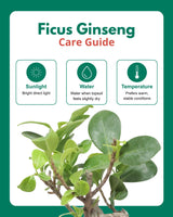 Ficus Bonsai in Ceramic Pot (Medium)