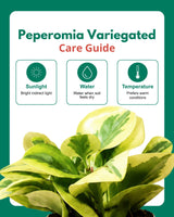 Peperomia Variegated Plant