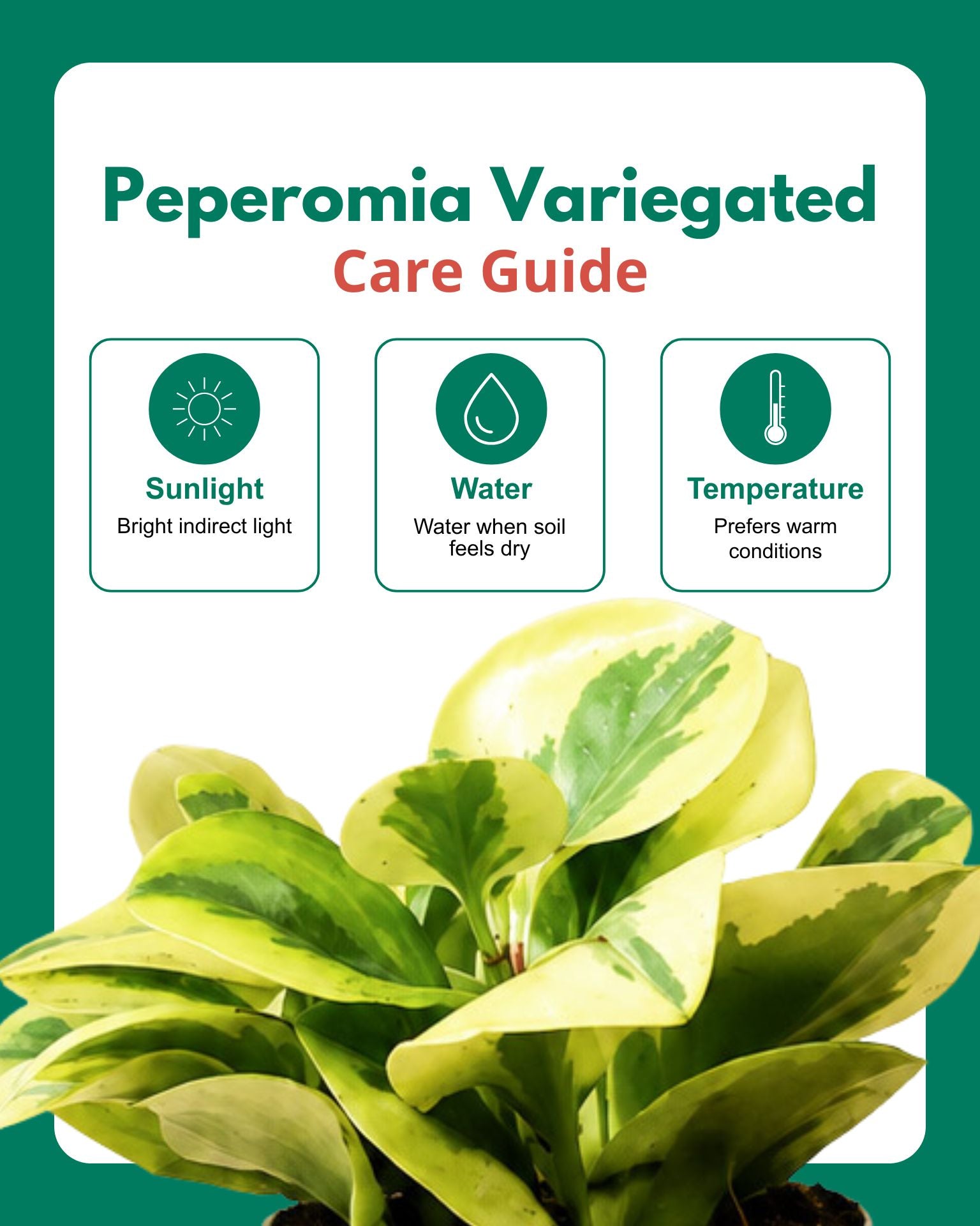 Peperomia Variegated Plant