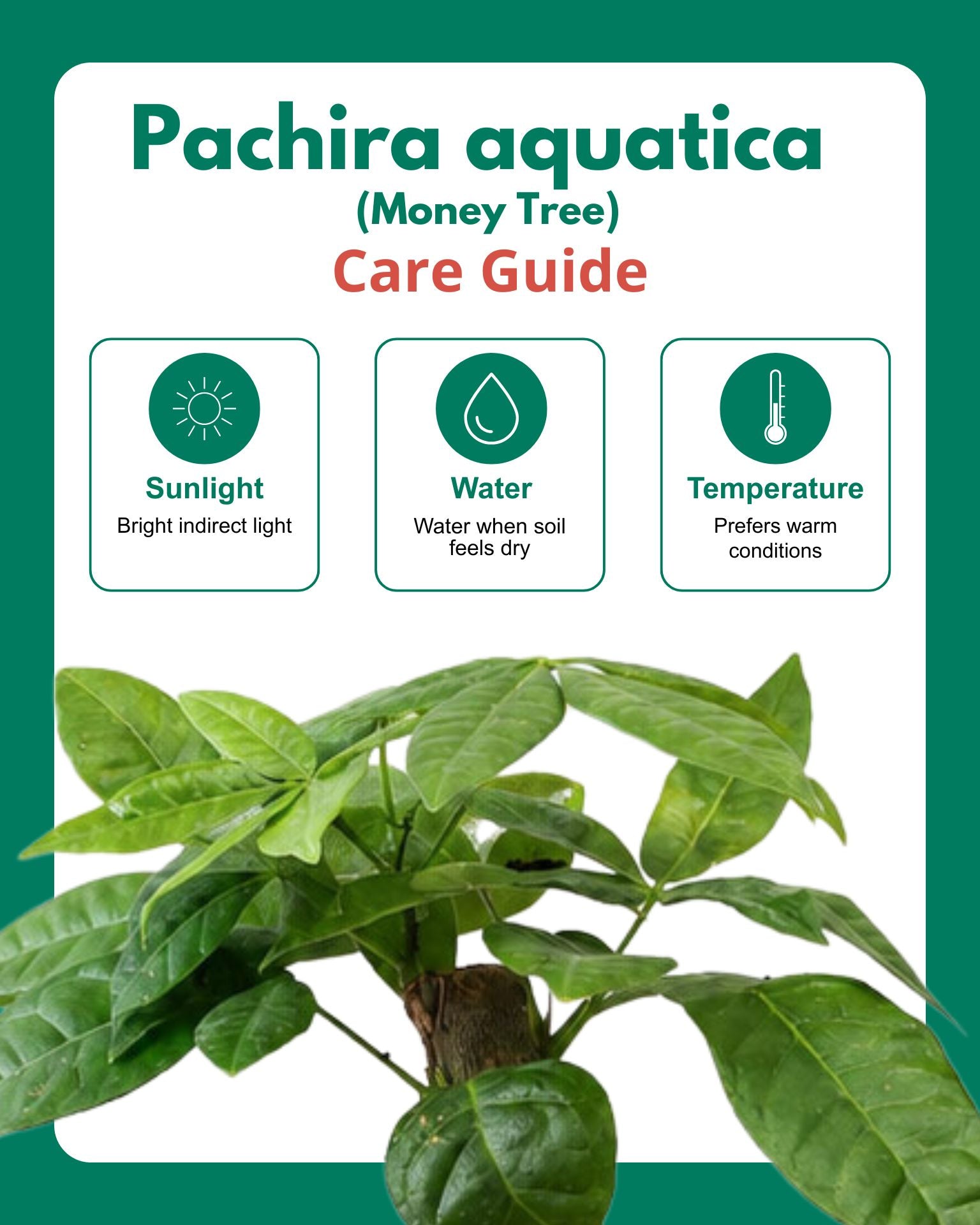 Single-Stem Money Tree Pachira (ECO-PLANTER)