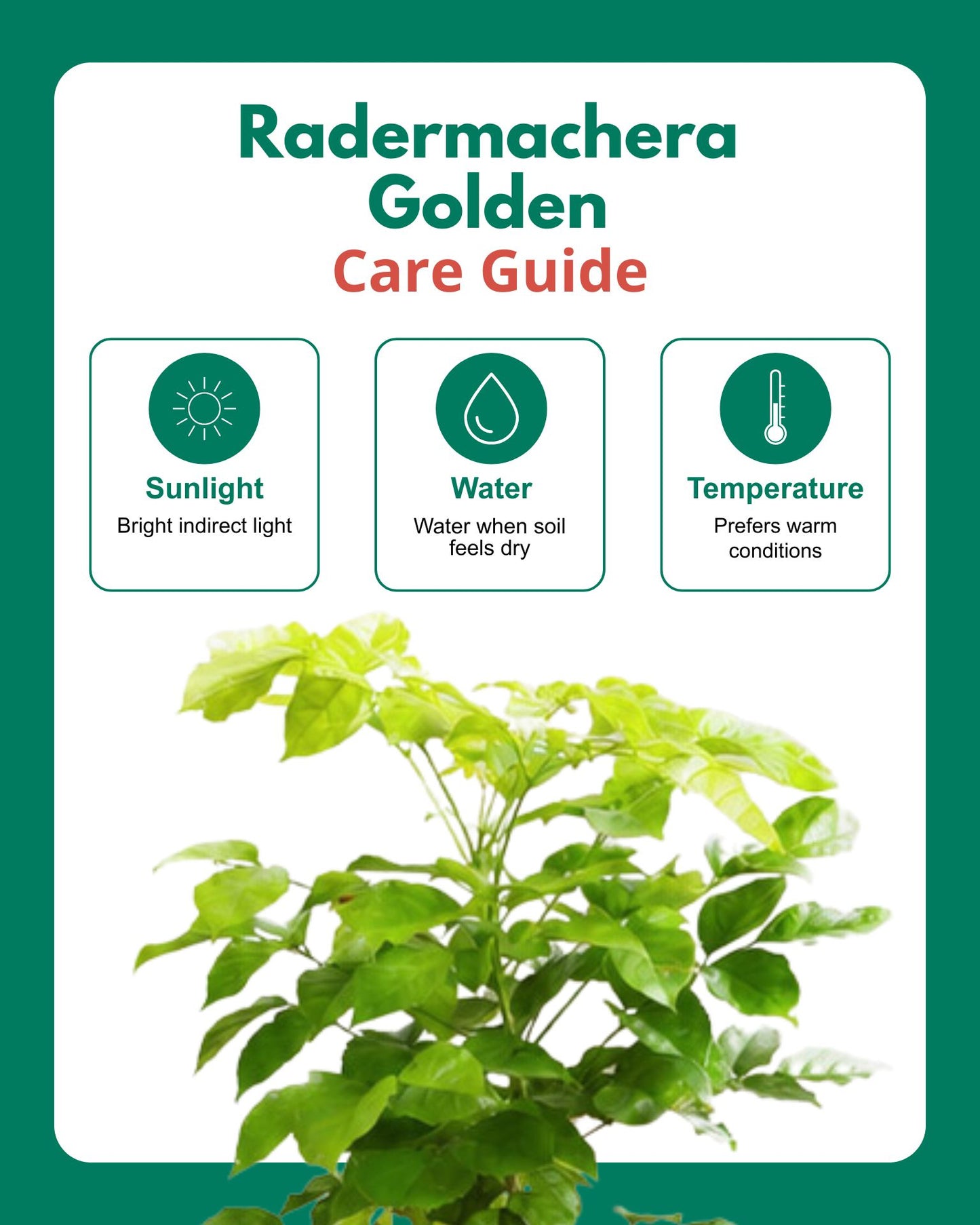 Radermachera GOLDEN