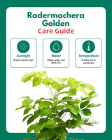 Radermachera GOLDEN