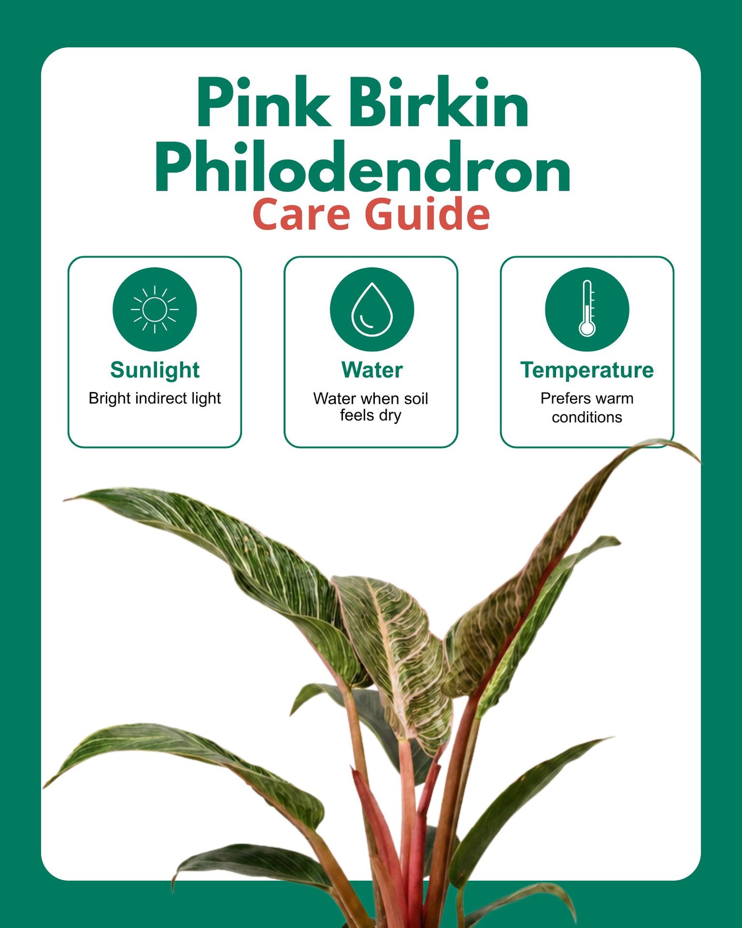 philodendron pink birkin