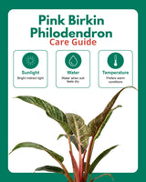 philodendron pink birkin