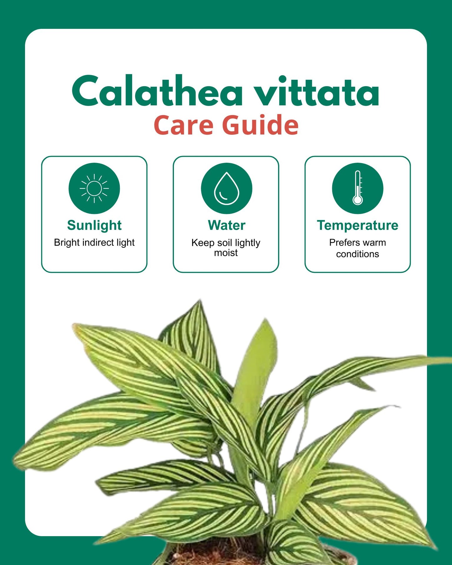 Calathea vittata