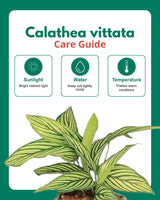 Calathea vittata