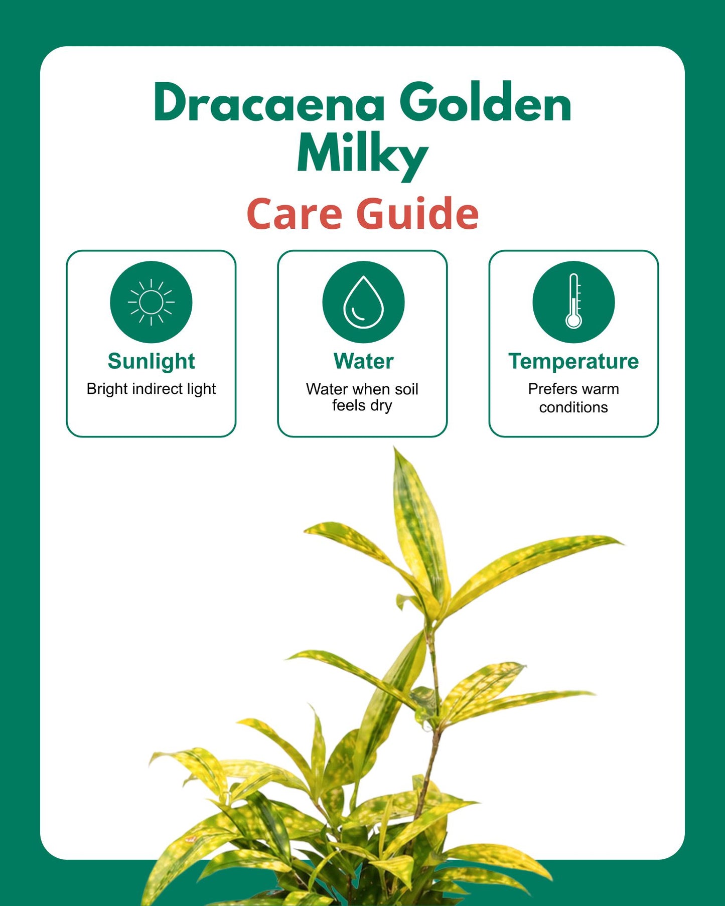 Dracaena Golden Milky