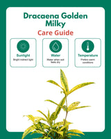 Dracaena Golden Milky