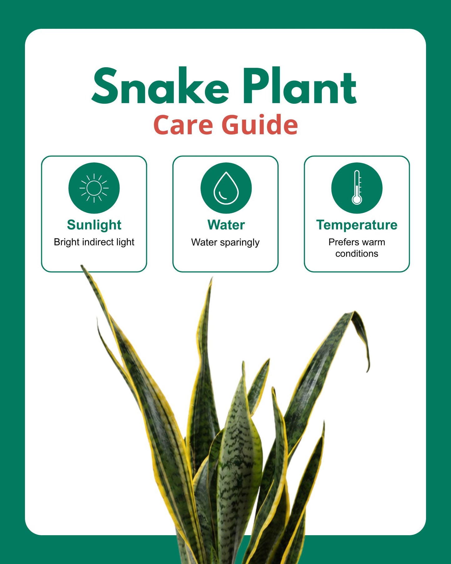 Golden Hahnii Snake Plant (large)