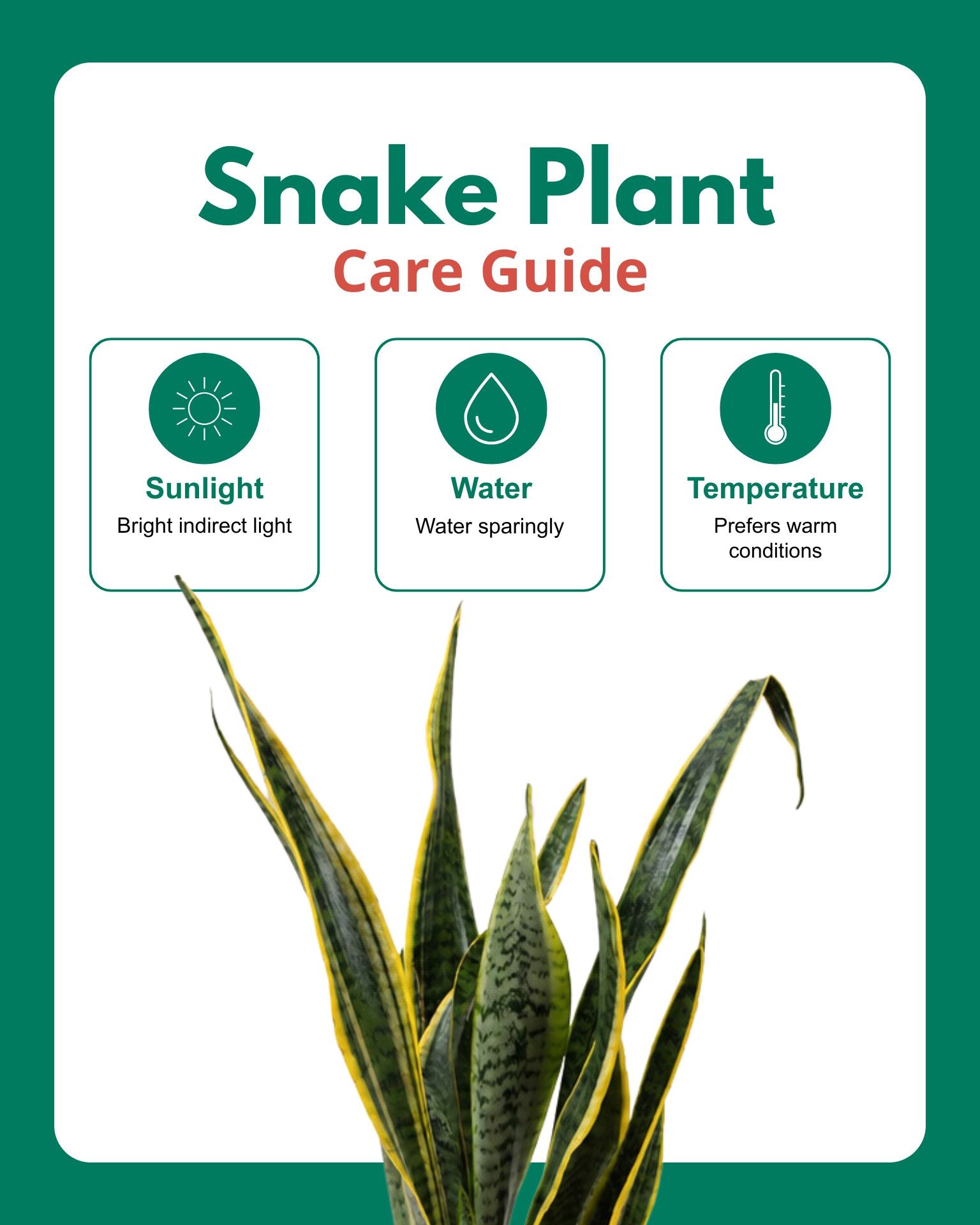Golden Hahnii Snake Plant (large)