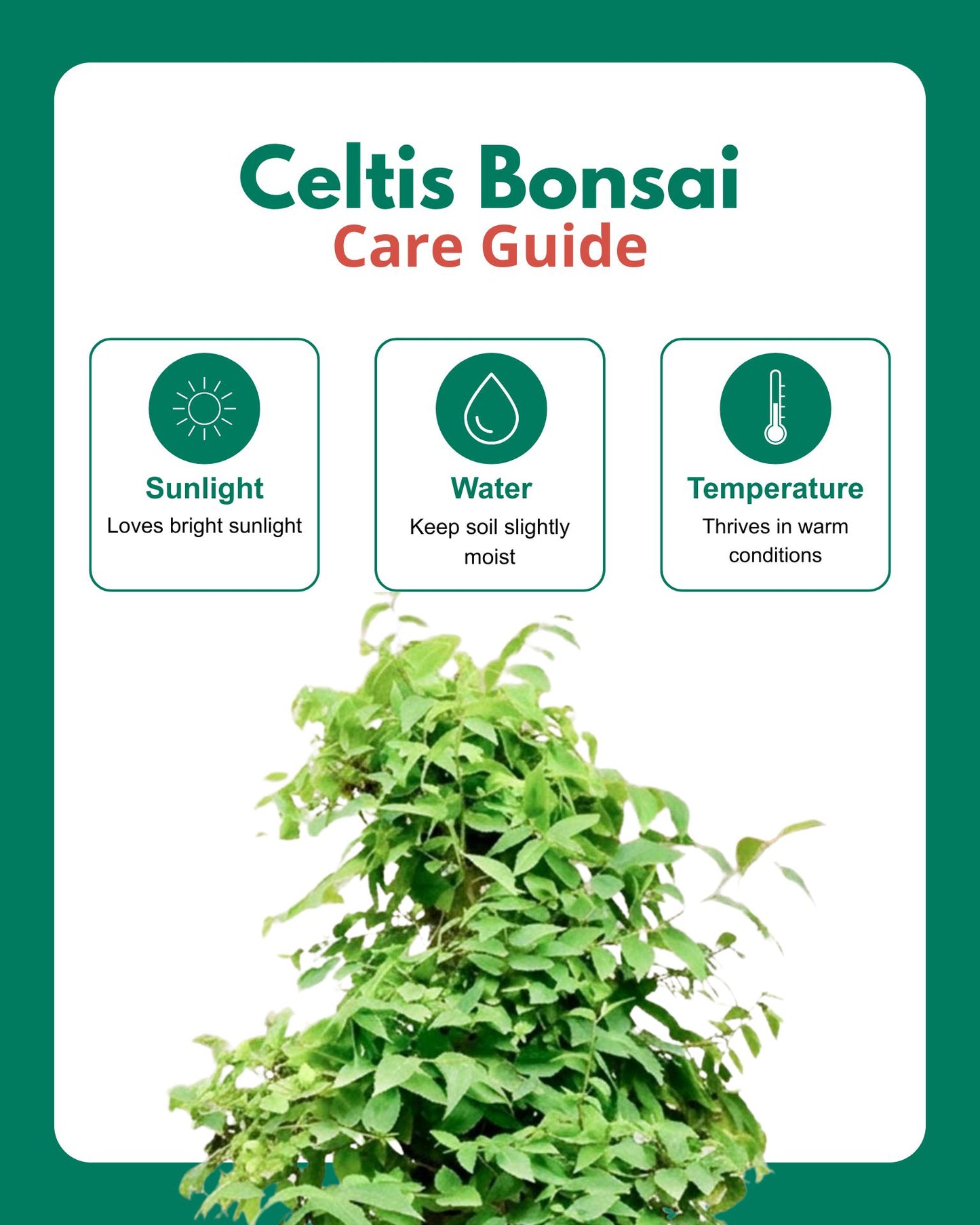 Celtis Bonsai (30 Years Old)