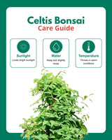 Celtis Bonsai (30 Years Old)