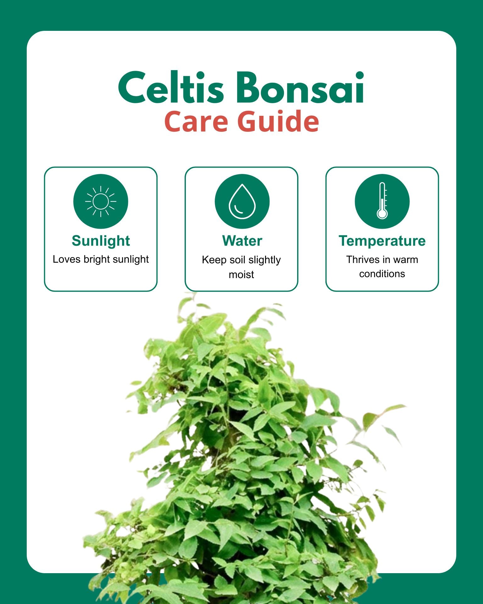 Celtis Bonsai (30 Years Old)