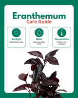 Earanthamum Black Plant