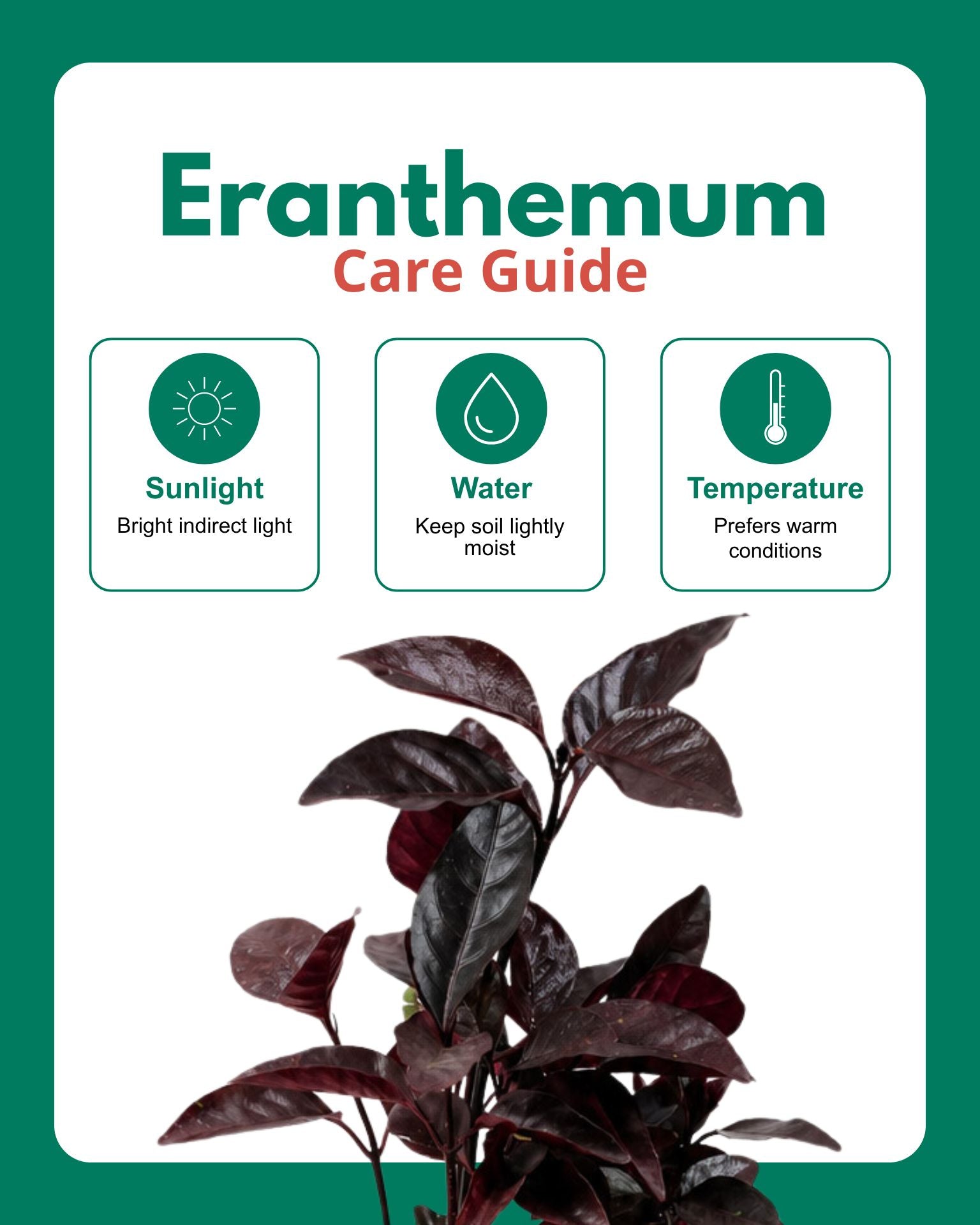 Earanthamum Black Plant