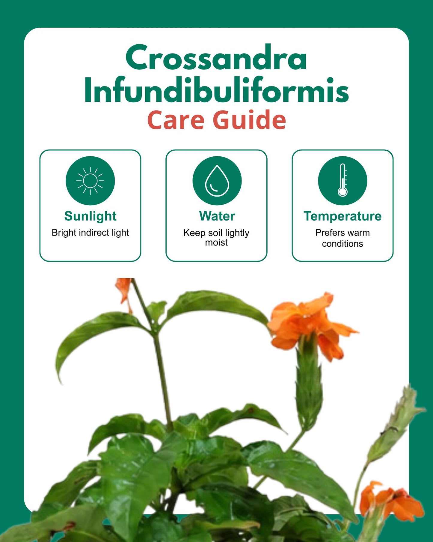 Crossandra Infundibuliformis