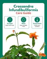 Crossandra Infundibuliformis
