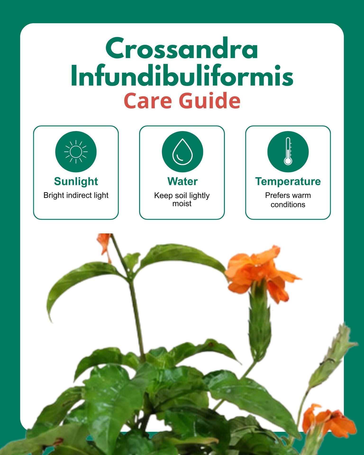 Crossandra Infundibuliformis