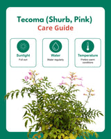 Tecoma (Shurb, Pink)