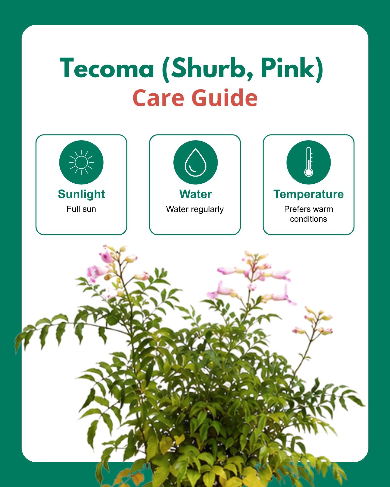 Tecoma (Shurb, Pink)